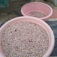 فروش لوبیا چیتی درجه1