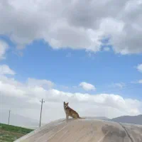 هاسکی دورگه