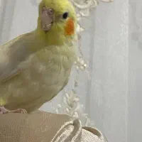 جوجه عروس هلندی سخنگو|پرنده|اهر, |دیوار