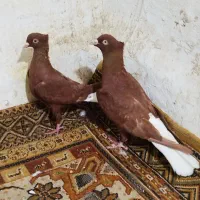 کفتر پرشی سرخ زرد