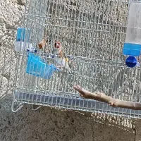 سهره دهن دار سبک لر باغی قواره دار