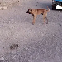 سگ سرابی|سگ|بستان آباد, |دیوار