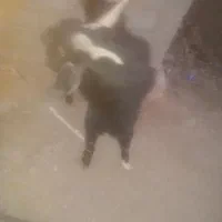 تروشت خوب چاق و چله