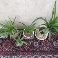 گل ها خوب وسالم