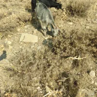 بزکهره دار|حیوانات مزرعه|ارژن, |دیوار