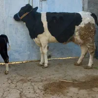 تلیسه گاو گوساله اصیل سیمینتال ۲۰کیلو شیر|حیوانات مزرعه|کرمانشاه, |دیوار