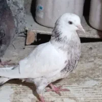 چند تا کبوتر پرشی