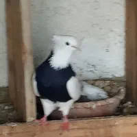 کبوترطوقی|پرنده|لامرد, |دیوار