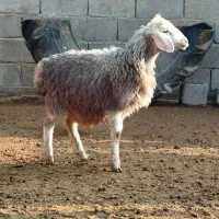 بره ماده عروسک ، میش ، گوسفند