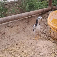 جوجه لاری