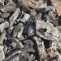 خرید تنه ریشه پسته