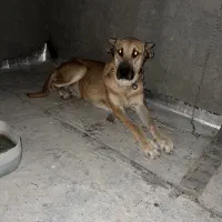 سگ سرابی سگ پژدر