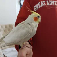 عروس هلندی لوتینو