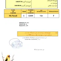 طوطی خورشیدی ماده|پرنده|قم, علی آباد سعدگان|دیوار