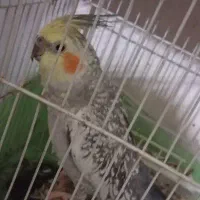 عروس هلندی