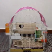 طوطی برزیلی نرو ماده|پرنده|محمدشهر, محمدشهر|دیوار