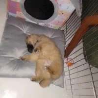 سگ پامر خیلی خیلی بازیگوش...|سگ|مشهد, کوی سیدی|دیوار