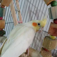 عروس هلندی ماده معاوضه با نر|پرنده|شهریار, دهشاد بالا|دیوار