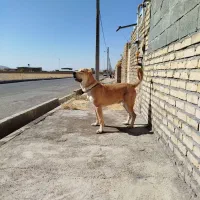 توله عراقی نر