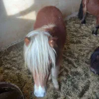 فروش پونی (اسبچه)|حیوانات مزرعه|مشهد, ویلاشهر|دیوار