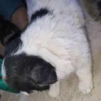 پنج تا توله سگ نژاد پامر اشپیتز قیمت خوب|سگ|برخوار, |دیوار