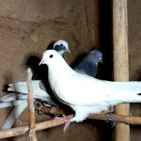 فروش کبوتر|پرنده|جوادآباد, |دیوار