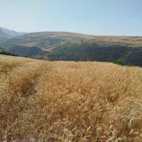 فروش کاه