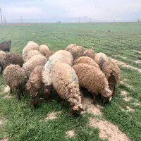 بره ماده پرواری