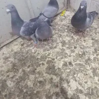 کبوتر گم شد ه