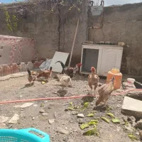 مرغ و خروس لاری و محلی