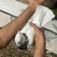 طوقی سینه کله رنگی پلاکی|پرنده|شیراز, کوشک میدان|دیوار