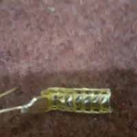 یک گوشواره گم شده هرکس پیدا کنه مژدهگانی خوب میگره