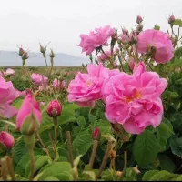 گلاب سنتی دستی ارگانیک نعناتند کاسنی بومادران پونه
