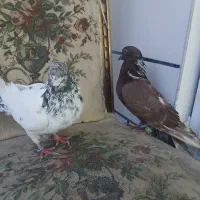 کبوتر دمگیر کاشانی  ساتن