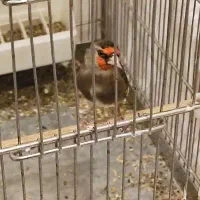 سهره دورگ جفتی سهره با رسمی خوبم میزنم