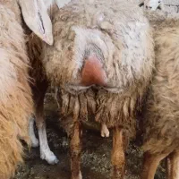 بره ماده اصل دامازدخ مغانی نژاد فومن ۱۹راس