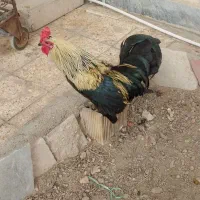 خروس|حیوانات مزرعه|اهواز, کوی علوی|دیوار