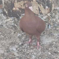 تعدادی کبوتر|پرنده|وحدتیه, |دیوار