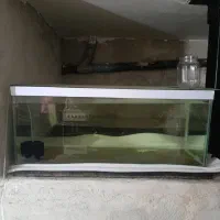 آکواریوم|ماهی|پاکدشت, خاتون آباد|دیوار