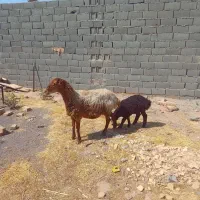 یگ راس میش بره دار بره نر