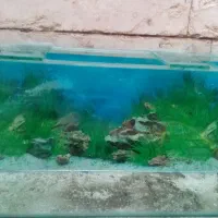آکواریوم 10 میل جلوخم