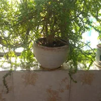 گل‌‌خانگی