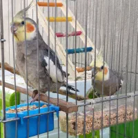 دو عروس هلندی فول اهلی با قفس کاسکویی و وسایل