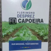 بذر چغندر فرانسوی capoeira