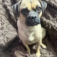 سگ پاگ|سگ|اصفهان, سپاهان‌شهر|دیوار