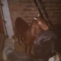 بز پاکستانی|حیوانات مزرعه|جوادآباد, |دیوار