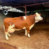مرکز فروش گوساله های نر و ماده سیمینتال
