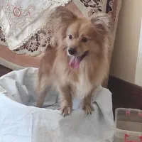 پامر روباهی|سگ|شاهینشهر, مسکن مهر|دیوار