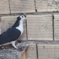 نر سیاه پشت|پرنده|اصفهان, ارغوانیه|دیوار