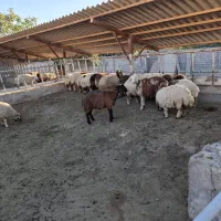 بره ماده داشتی